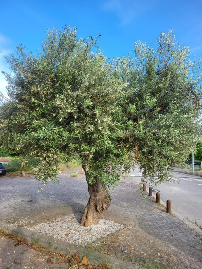 Apartament Northeast Portugal G Mirandela Zewnętrze zdjęcie